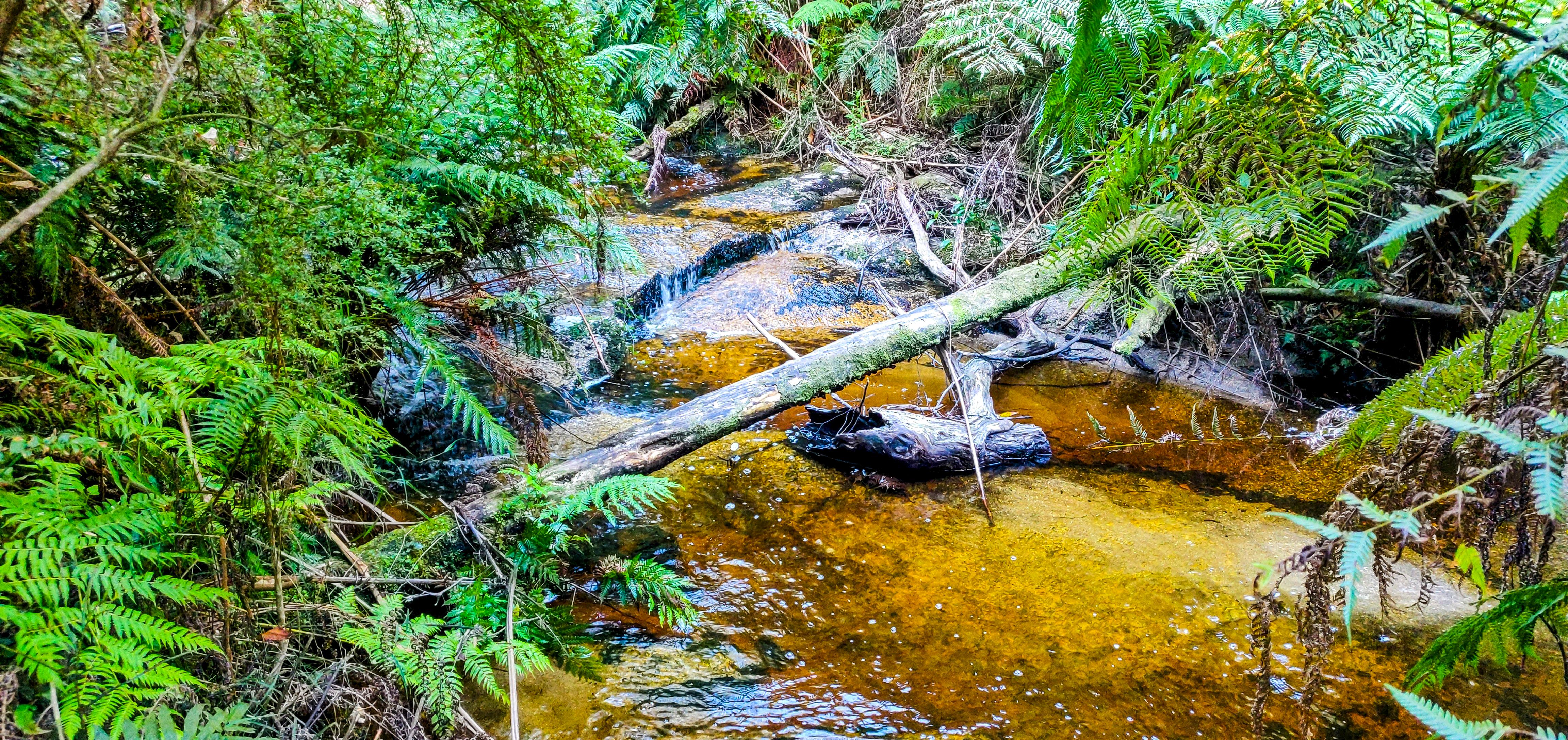 Roaring Meg Creek